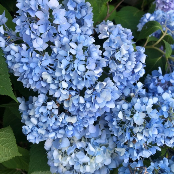 Meet your Posher, Patrice - Picture 1 of 1